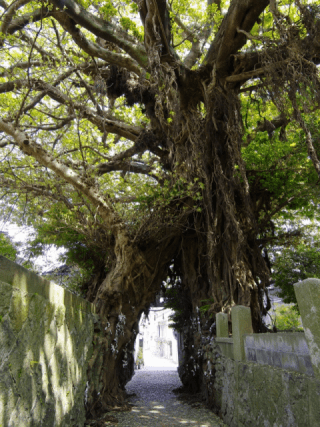 あこう樹（奈良尾神社）